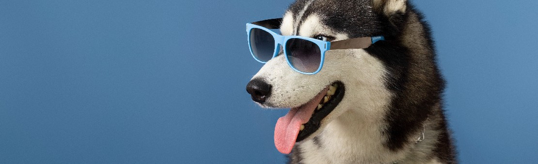 imagen perrito